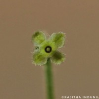 Cissampelos pareira L.